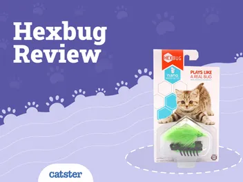 Hexbug Cat Toy Review 2026: Pros, Cons & FAQ