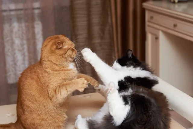 Why Are My Cats Fighting All of a Sudden? 5 Vet-Approved Reasons & Tips