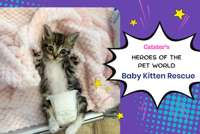 Hope for the Tiniest Fighters: Baby Kitten Rescue | Heroes of the Pet World