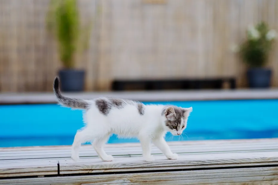 Close up of cat walking along outdoor swimming pool