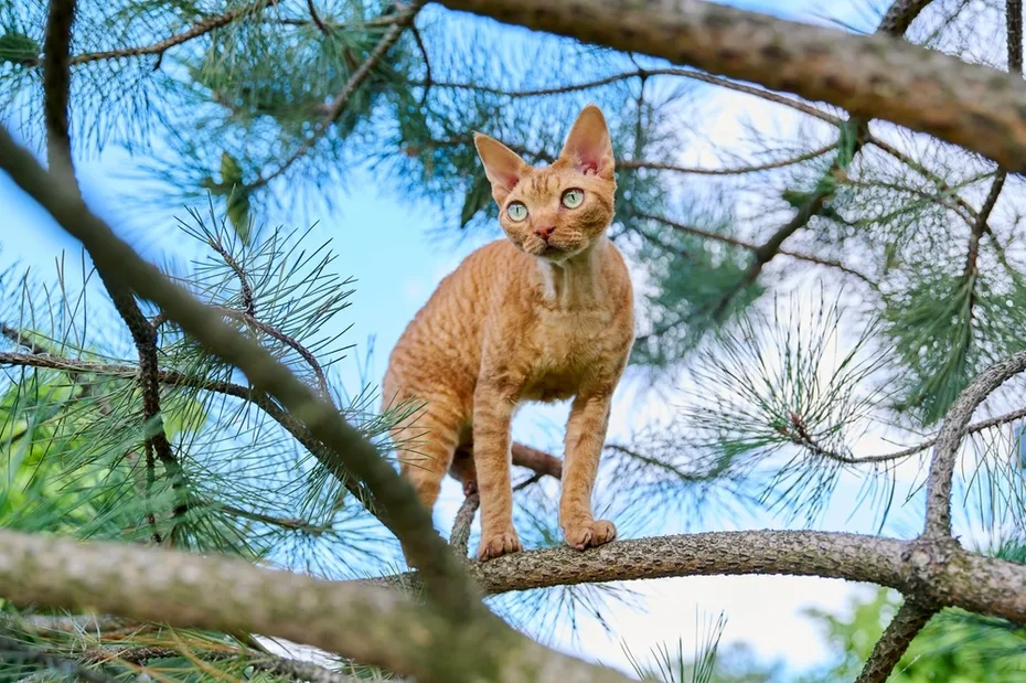devon-rex-cat-on-a-tree