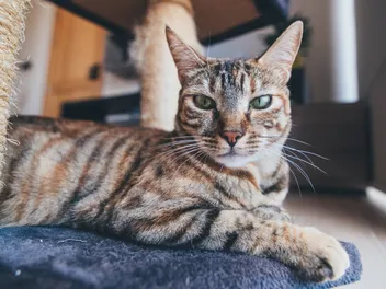 8 Vet-Approved Ways to Get Your Cat to Use a Scratching Post