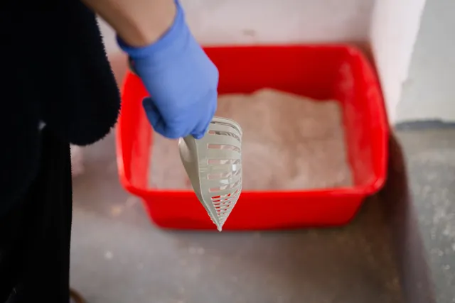 How to Remove Cat Litter Smell From a Room: 8 Vet-Verified Tips & Tricks