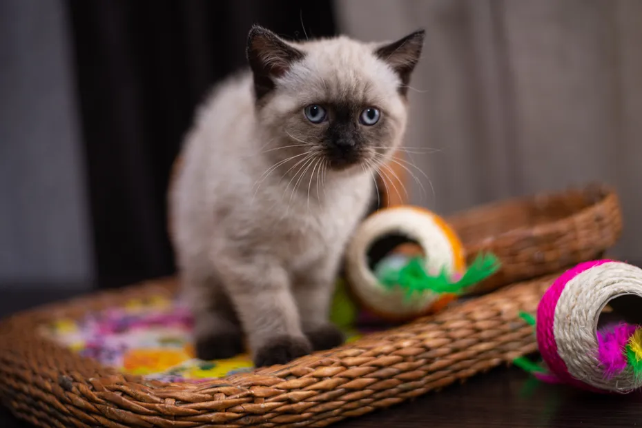 kitten Scottish British cat Burmese munchkin animals
