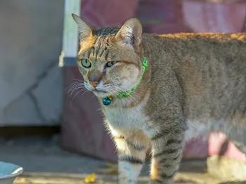 Sudden Cat Face Swelling: Causes, Treatments & FAQ (Vet Answer)