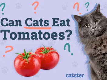 Can Cats Eat Tomatoes? Vet-Approved Nutritional Science & Info