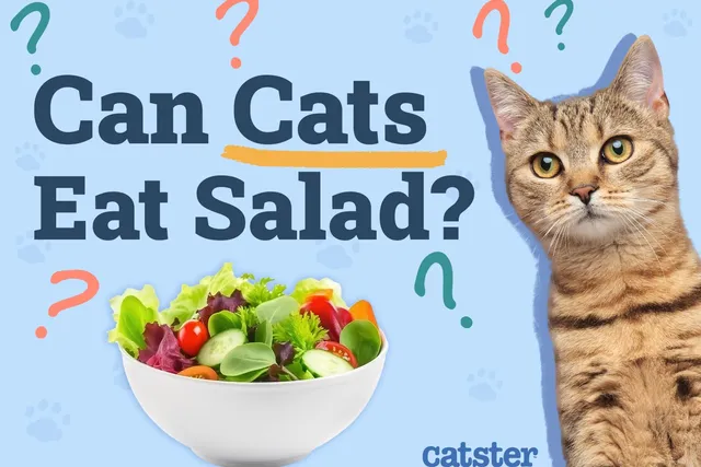 Can Cats Eat Salad? Vet Reviewed Health Benefits & Warnings