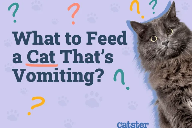 What to Feed a Cat That's Vomiting: Foods to Help Care for Your Kitty