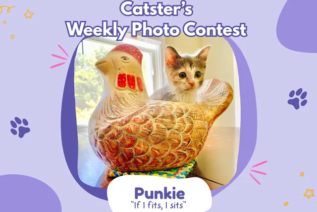 Catster’s Weekly Photo Contest Winners: If I Fits, I Sits (February 12, 2026)