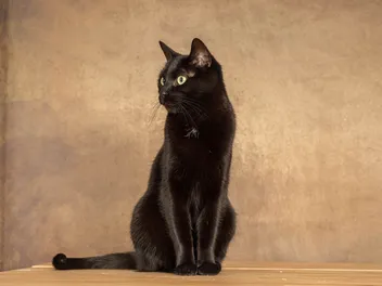 10 Bombay Cat Facts You'll Be Surprised To Learn