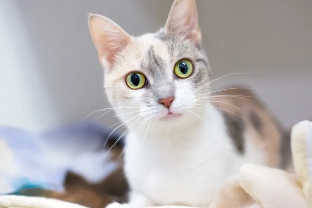 What is a Dilute Calico Cat? Vet Verified Facts (With Pictures)