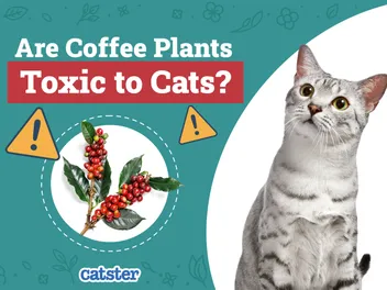Are Coffee Plants Toxic to Cats? Vet-Reviewed Houseplants Examined