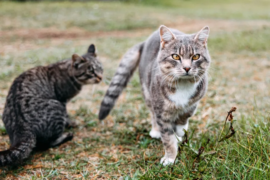 tabby-cat-with-yellow-eyes