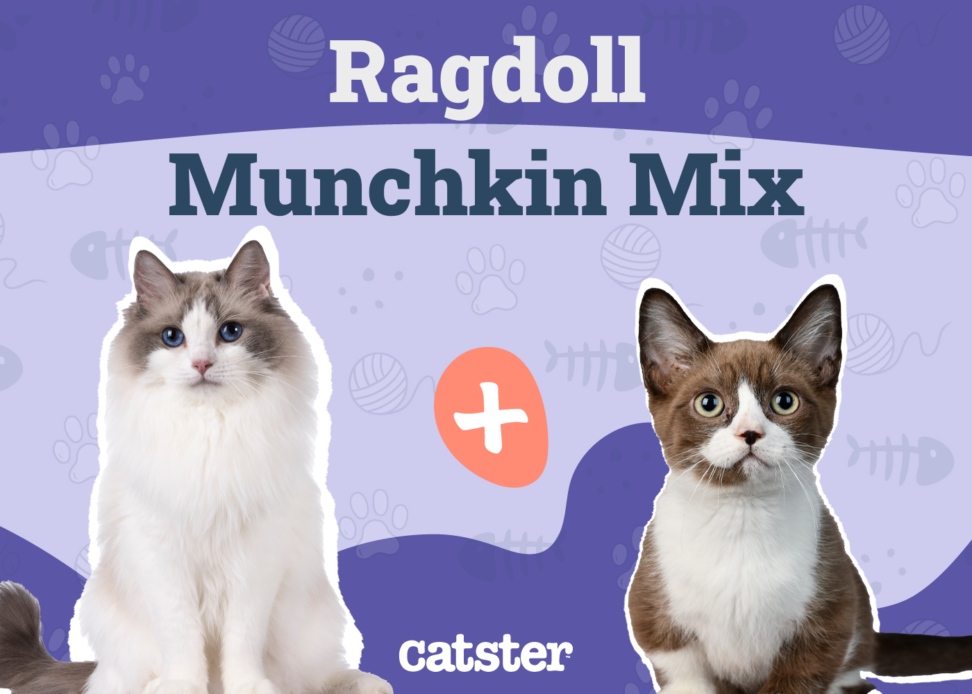 Ragdoll Munchkin Cat Mix