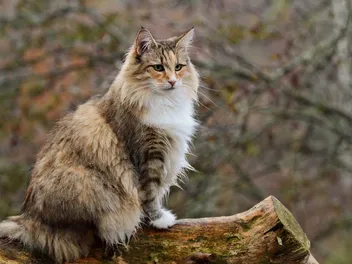 60 Norwegian Forest Cat Colors & Patterns (With Info & Pictures)