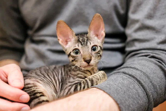 When Do Cats Stop Growing & Reach Their Full Size? Vet-Verified Facts & FAQ