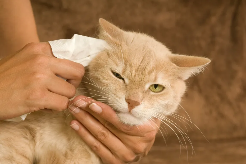 woman-cleaning-cat-ears