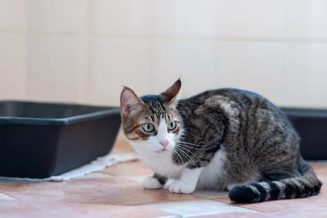 Constipation in Cats: Our Vet Explains the Signs, Causes & Treatment