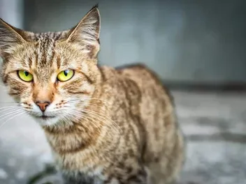 Pancreatic Cancer in Cats: Our Vet Explains the Causes, Signs & Care