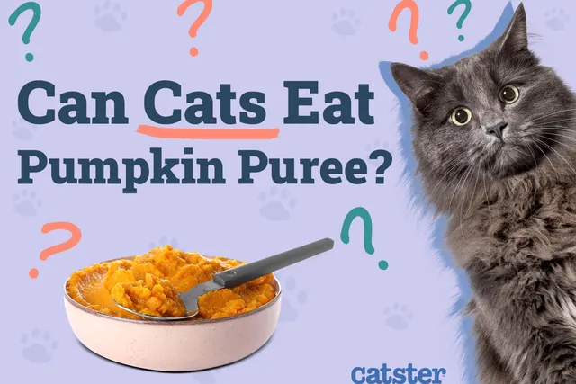 Can Cats Eat Pumpkin Puree? Vet Approved Facts & Nutrition Guide