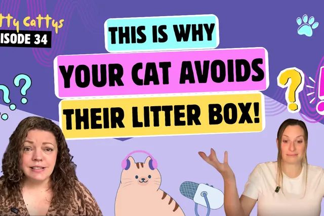 Chatting About Automatic Litter Boxes, Poop on the Floor, and Very Simple Fixes | Chatty Cattys, Episode 34