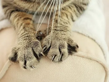 15 Vet-Verified Facts About Cat Paws: Anatomy, Purpose & Benefits