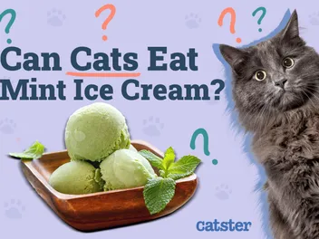 Can Cats Eat Mint Ice Cream? Vet-Reviewed Health Facts