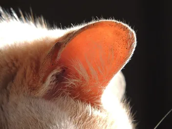 What’s Up With the Cute Fuzz Inside Your Cat’s Ear? Vet-Reviewed Feline Anatomy