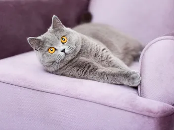 Do Cats Scratch Velvet? Vet-Verified Facts & Scratching Advice