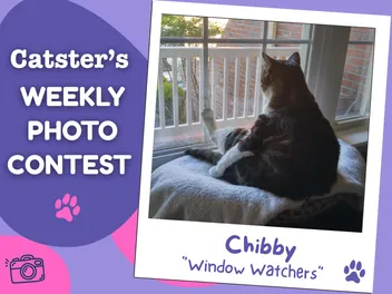 Catster’s Weekly Photo Contest Winners: Window Watchers (May 25, 2026)