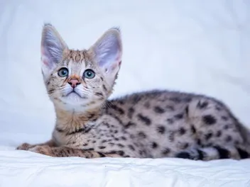 Do Savannah Cats Shed a Lot? Vet-Verified Facts & FAQ
