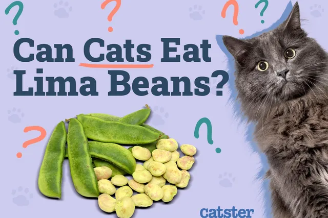 Can Cats Eat Lima Beans? Vet-Reviewed Precautions & Health Guidelines