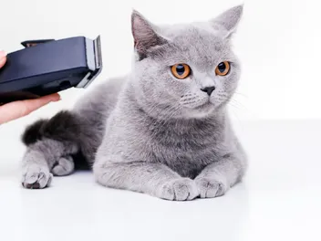Can You Shave a Cat With Human Clippers? Vet-Verified Facts to Consider & Tips
