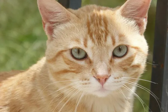 My Cat Suddenly Doesn’t Want to Be Touched - 5 Vet-Approved Reasons