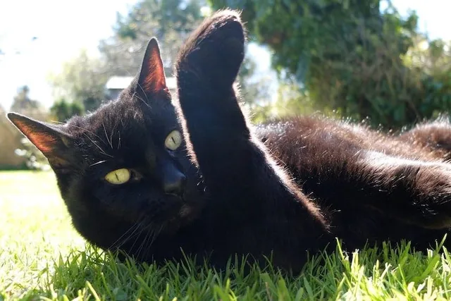 What Is Cat “Rust”? Causes & What to Look Out For (Vet-Verified Info)