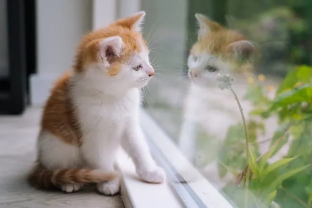 7 Possible Signs Your Cat May Need a Feline Friend: Vet-Reviewed Introduction Tips & More