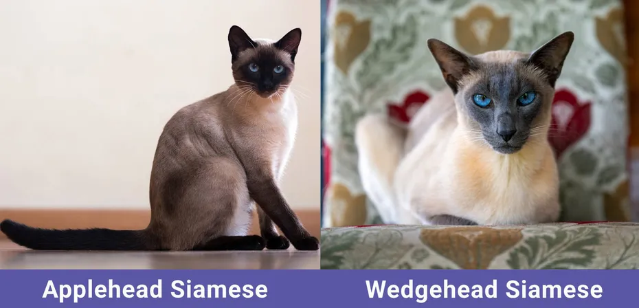 Applehead-VS-Wedgehead-