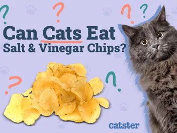 Can Cats Eat Salt & Vinegar Chips? Vet-Reviewed Risks & FAQ