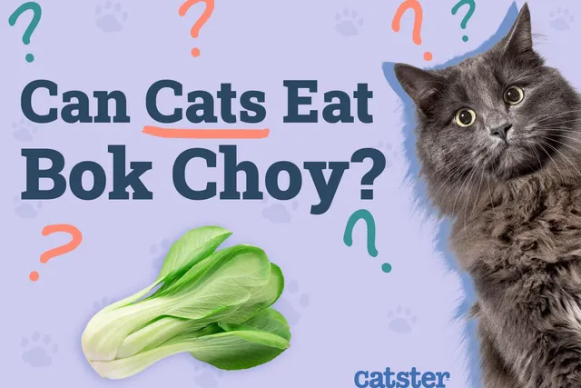 Can Cats Eat Bok Choy? Nutriotional Facts & FAQ