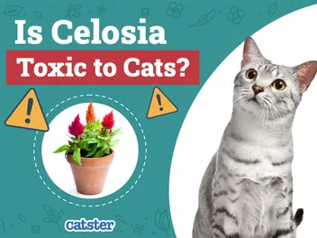 Is Celosia Toxic to Cats? Vet-Approved Facts & Safety Guide