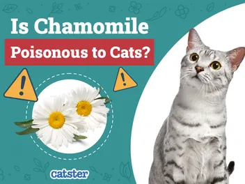 Is Chamomile Poisonous to Cats? Vet Approved Facts & FAQ