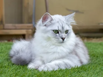 Ragdoll British Shorthair Mix: Info, Pictures, Temperament & More
