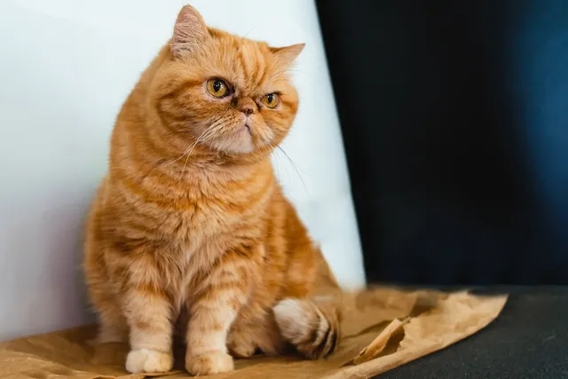 Exotic Shorthair Cat Breed: Info, Pictures, Temperament & Facts