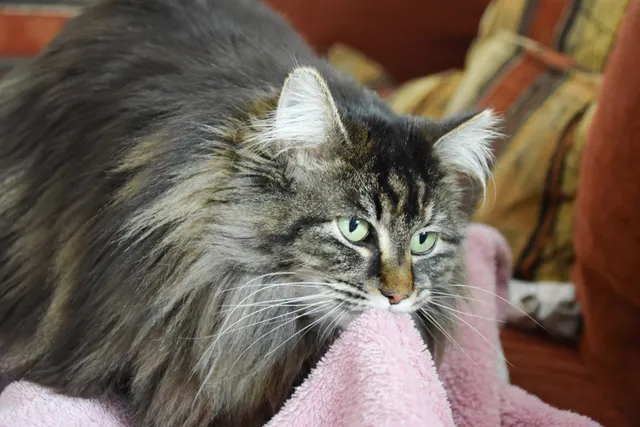 How to Stop a Cat From Suckling: 6 Vet-Approved Tips for Prevention