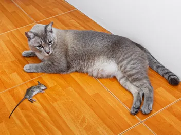 My Cat Killed a Rat, What Do I Do Now? Vet-Reviewed Info