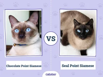 Chocolate Point vs Seal Point Siamese Cat: Key Differences (With Pictures)