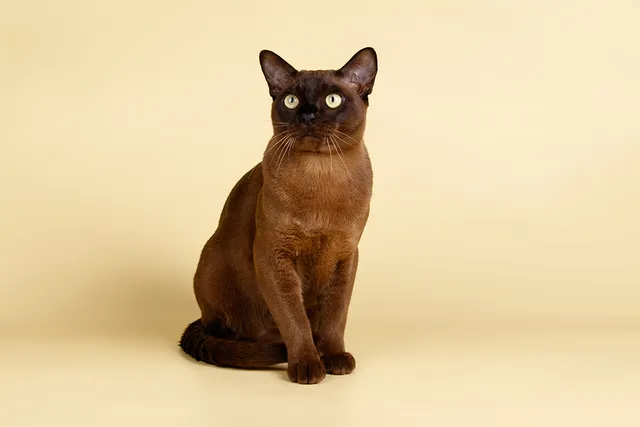 Burmese Cat Breed Info: Pictures, Traits & Facts