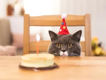 Why 2026 Is Being Called the “Year of the Cat”
