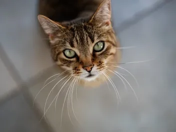 Longest Cat Whiskers in the World: 2026 Record Holders
