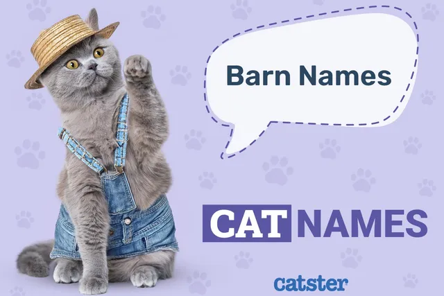 255 Barn Cat Names for Your Outdoor Friend